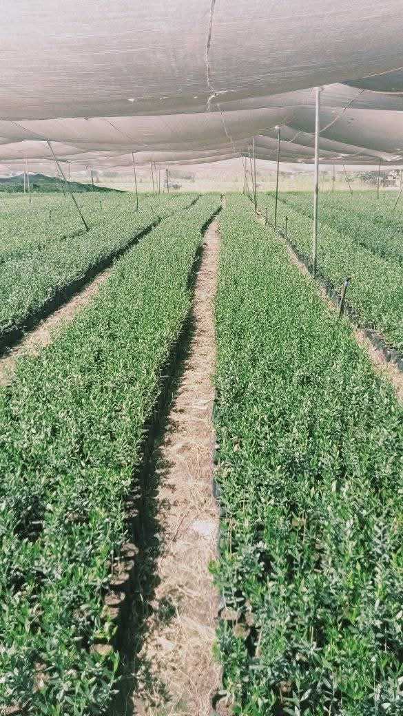 ماهو المبيد الحلم الدودي