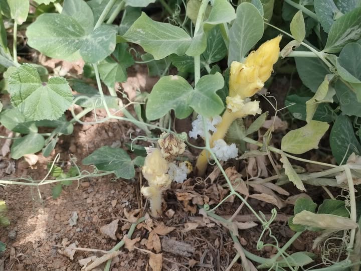 الارض كونت زارع السنة إلى فاتت بسله والارض فيها هلوك كنت عايز اعرف علاج الهالوج