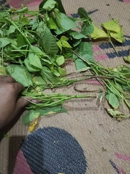 عندى تسقيط كتير جدا البركه بتصفر وتنشف اى العلاج