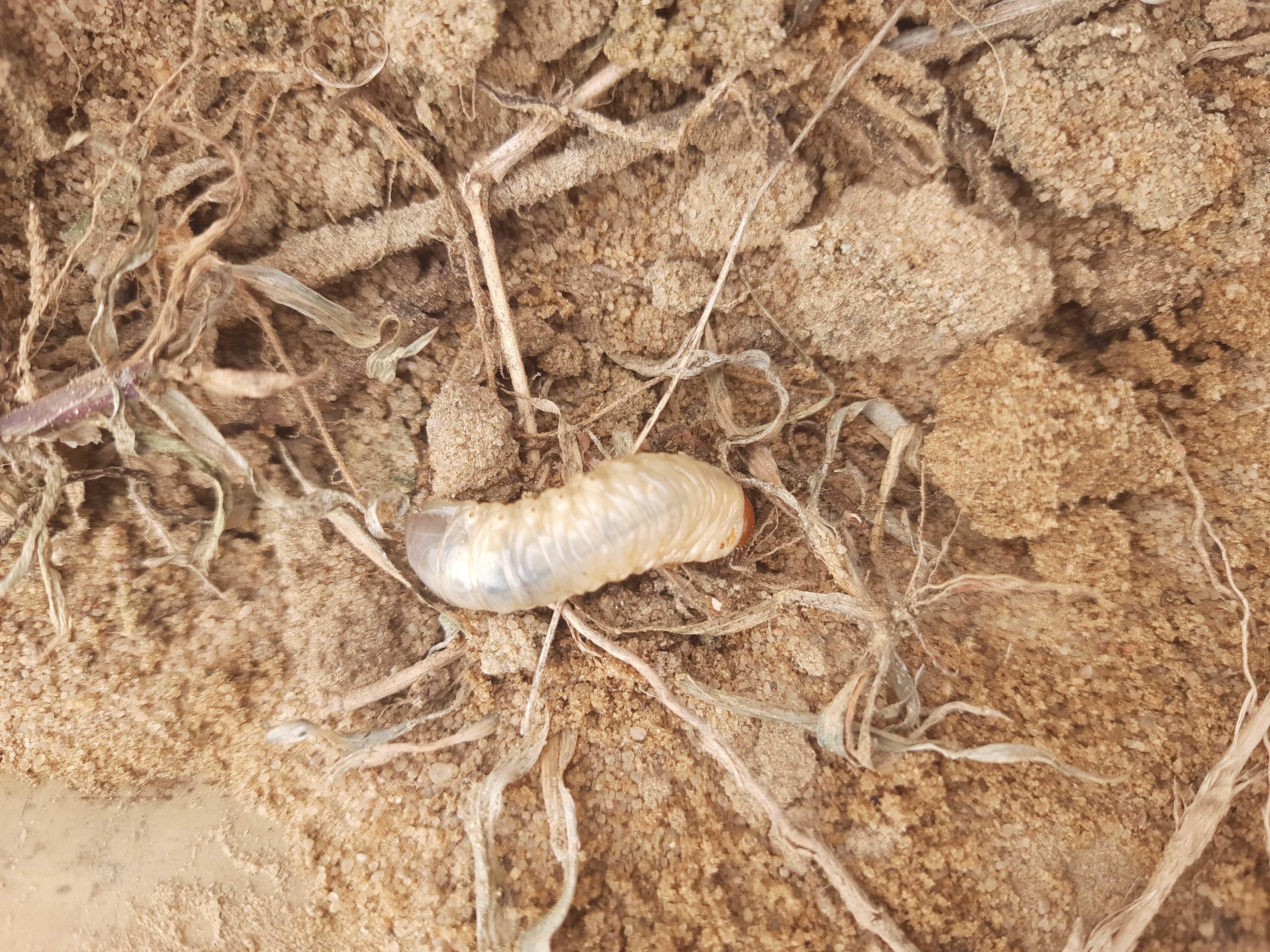 علا ج الدوده القارضه في الفراوله