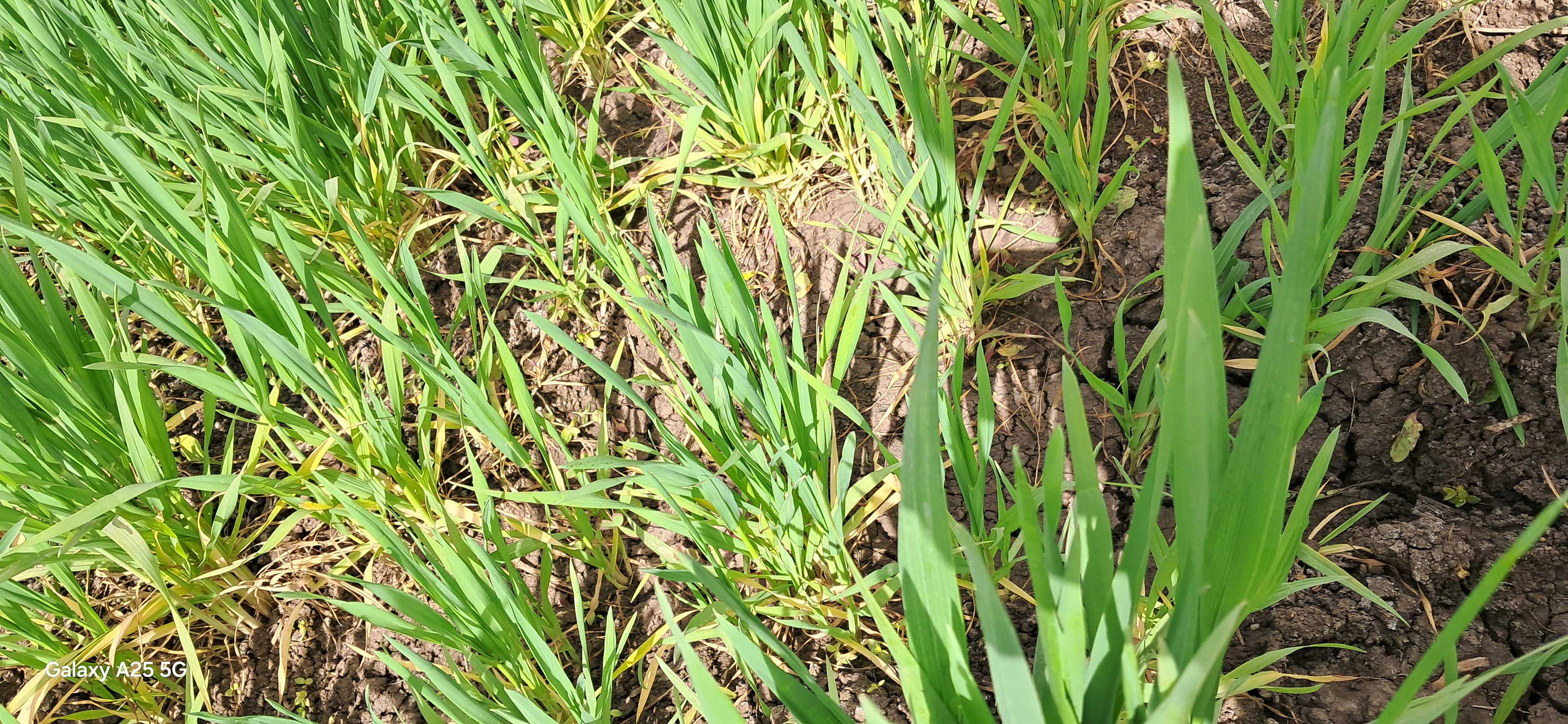 اصفرار القمح من الأسفل