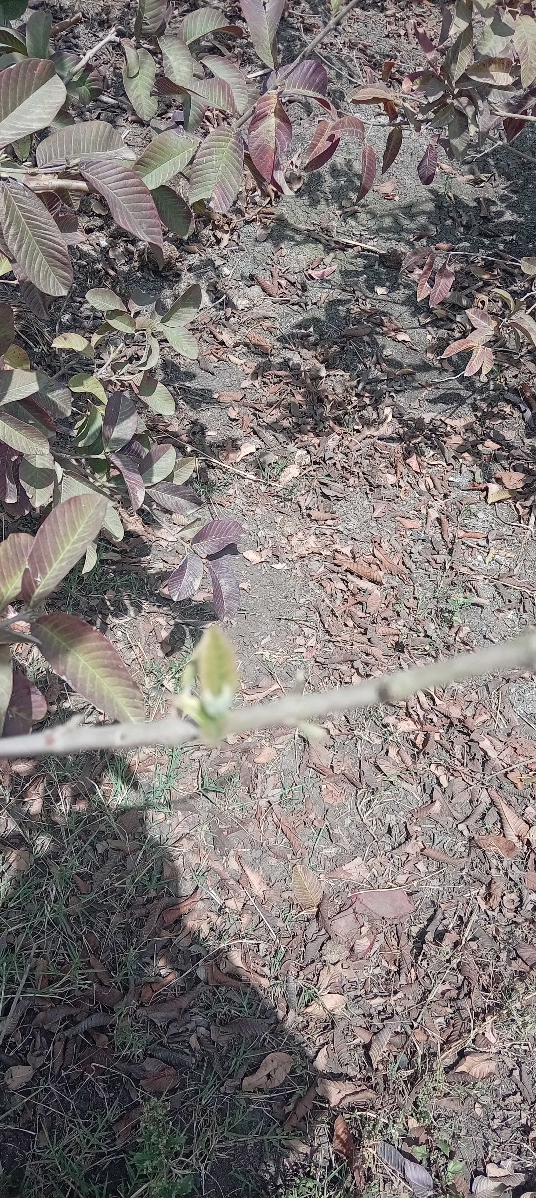 أشجار جوافه ارش ايه مع ارتفاع درجات الحرارة